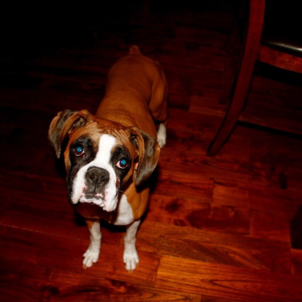 Meet your Posher, Shelby